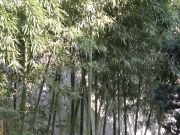 bambuverhoiltua muuria